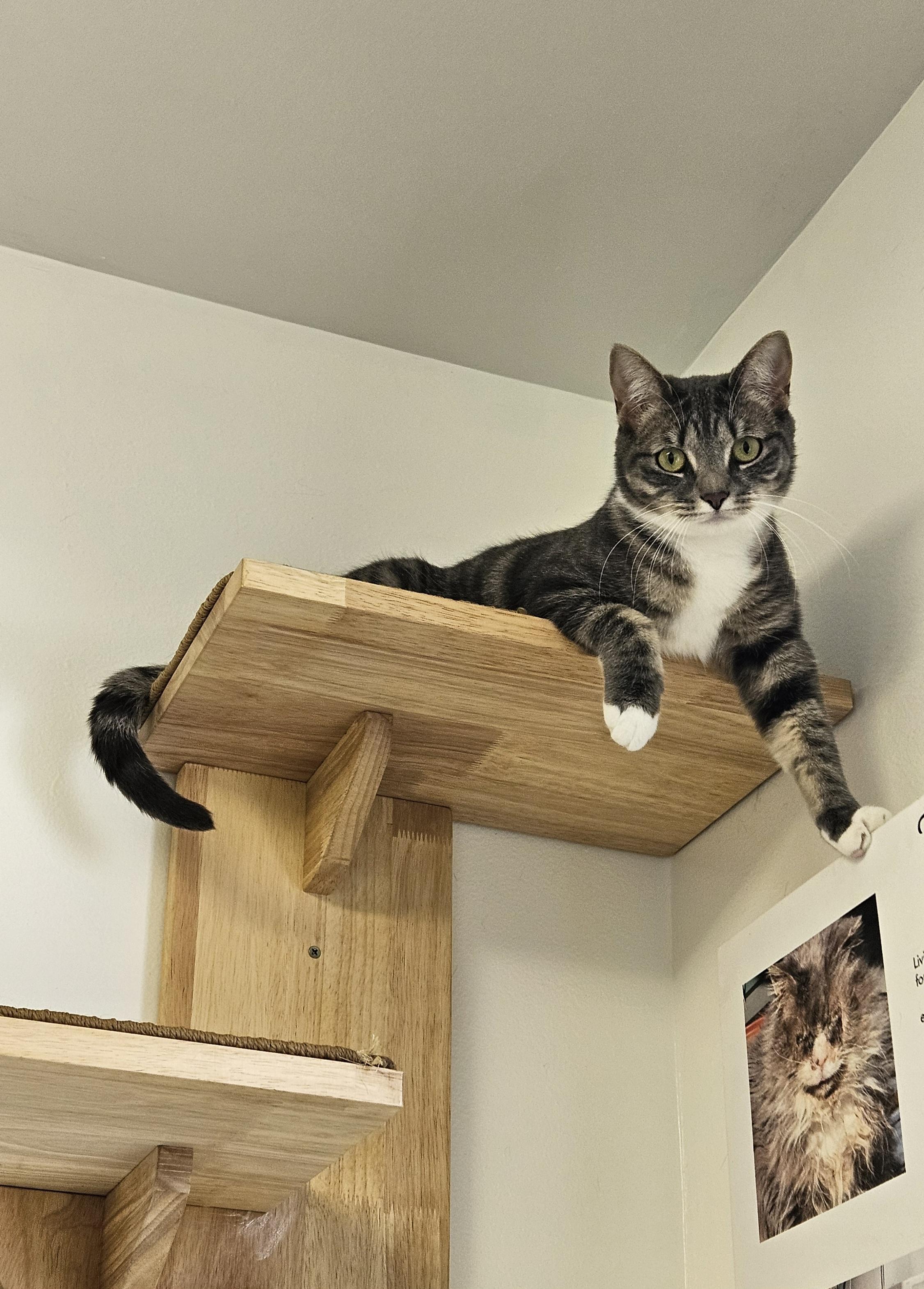 Enlarge Shannon, a Adoptable Domestic Short Hair in Brockport, NY image 4/5