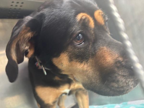 Cookies, Adoptable, Adult Female Rottweiler.