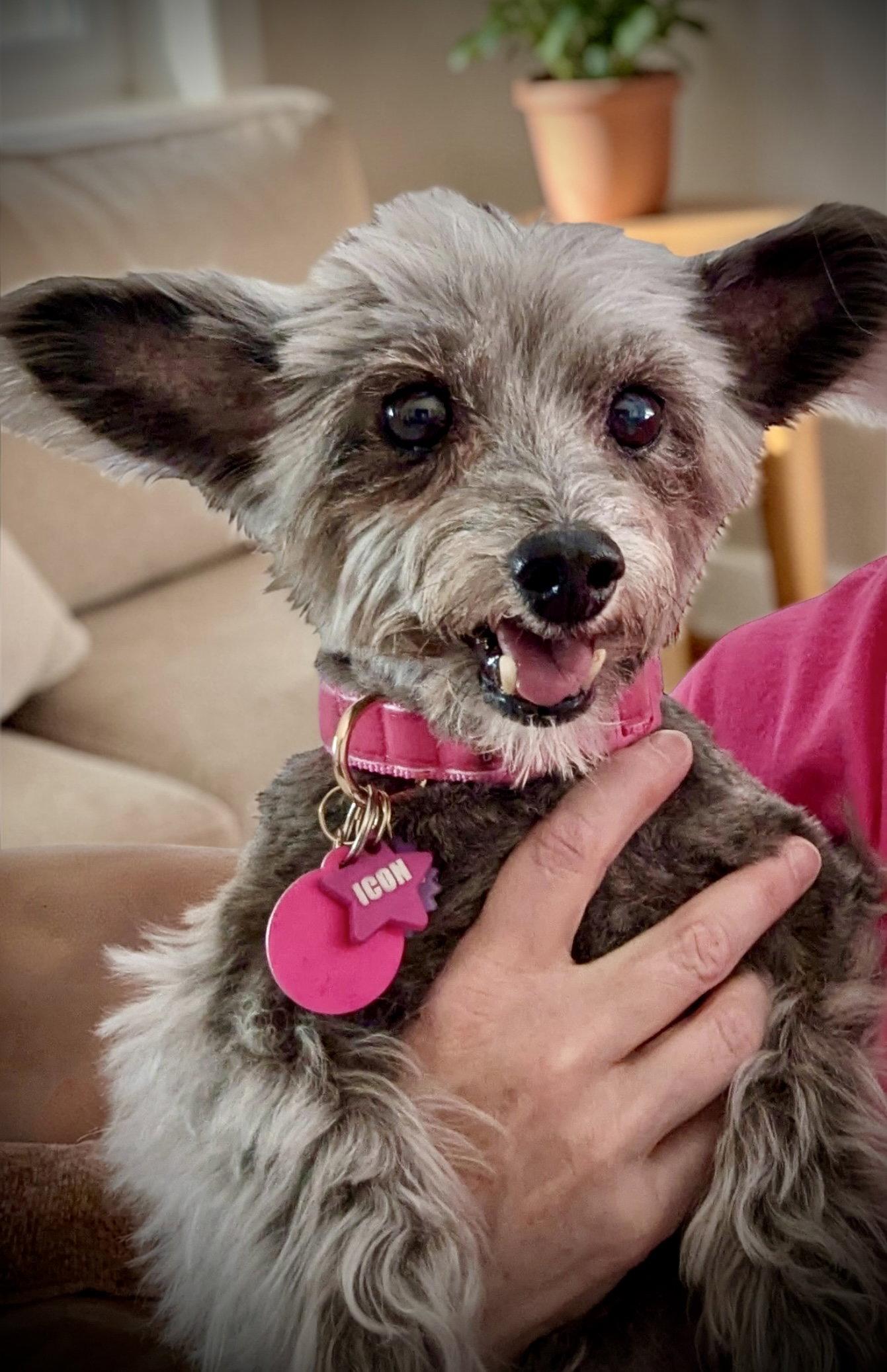 Enlarge Tink, a Adoptable Yorkshire Terrier in Penrose, CO image 1/2