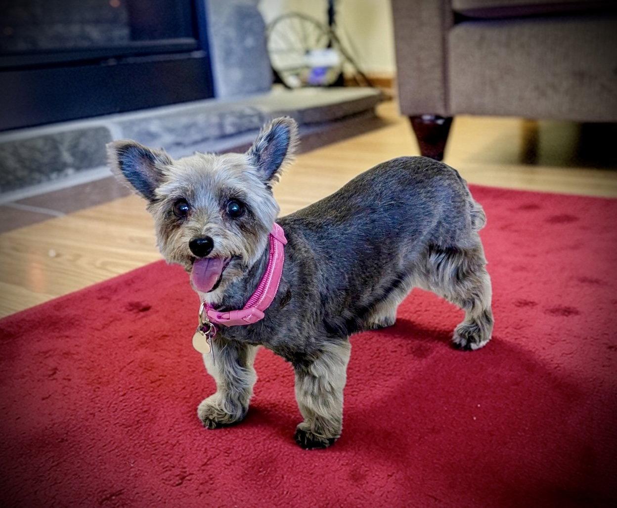 Enlarge Tink, a Adoptable Yorkshire Terrier in Penrose, CO image 2/2