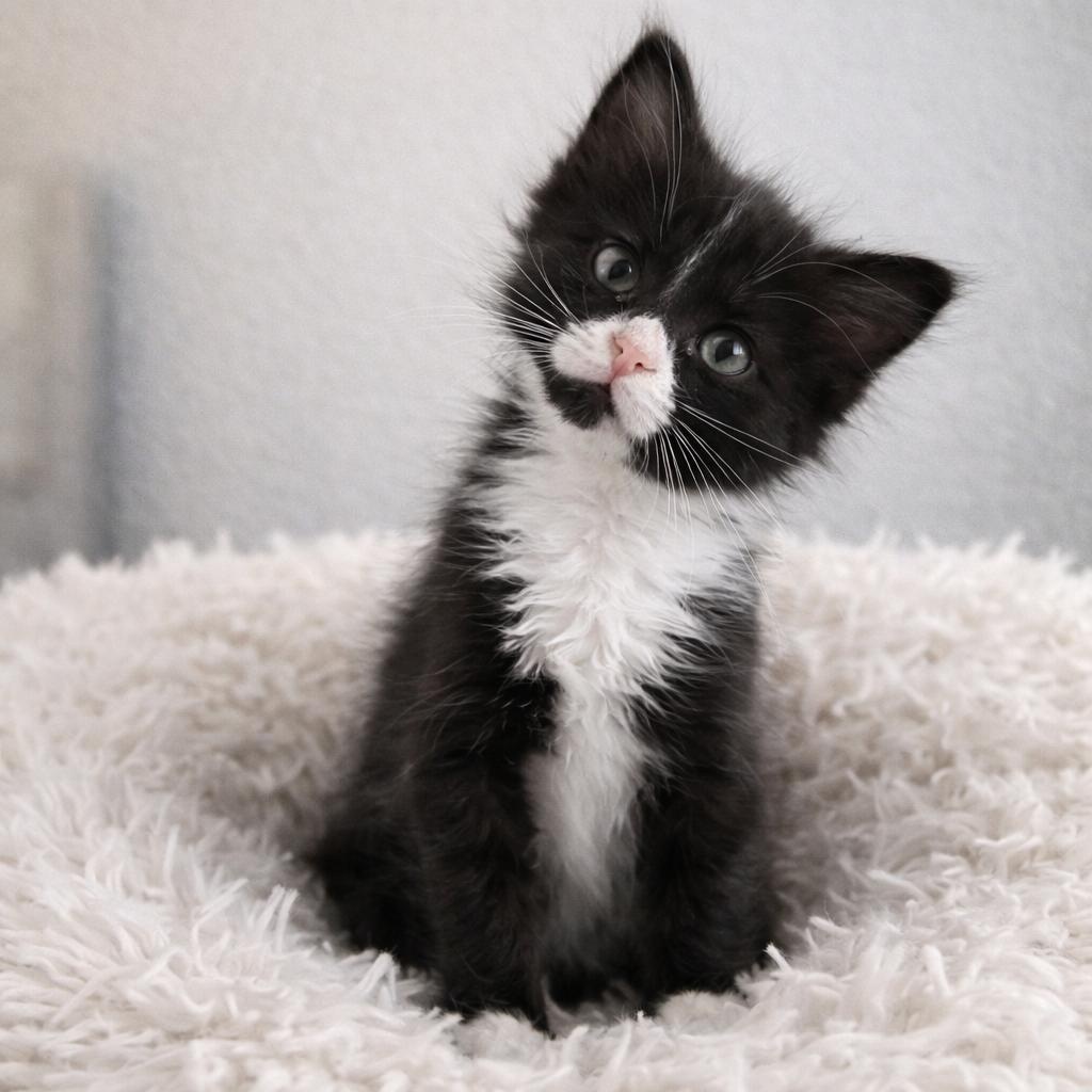 Enlarge Effie, a ADOPTABLE Domestic Medium Hair in Chandler, AZ image 2/3