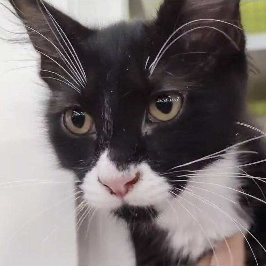 Effie, ADOPTABLE, Kitten Male Domestic Medium Hair.
