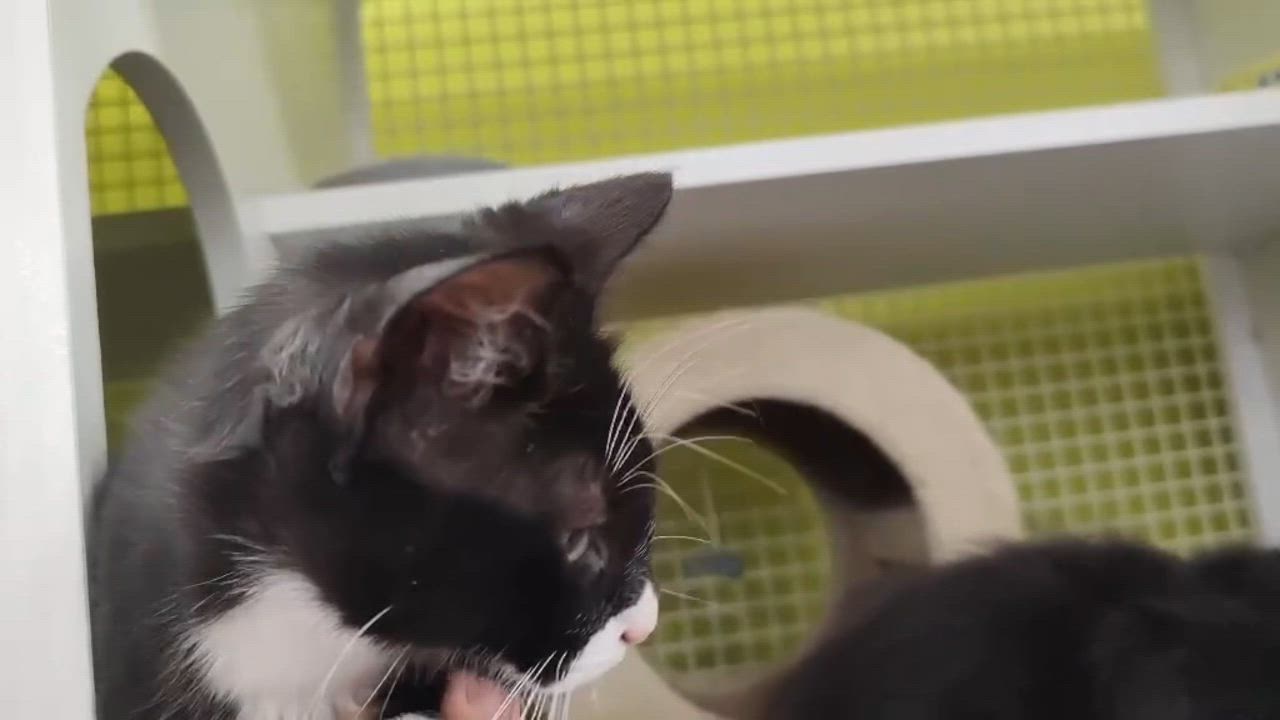 Enlarge Effie, a ADOPTABLE Domestic Medium Hair in Chandler, AZ video 3/3
