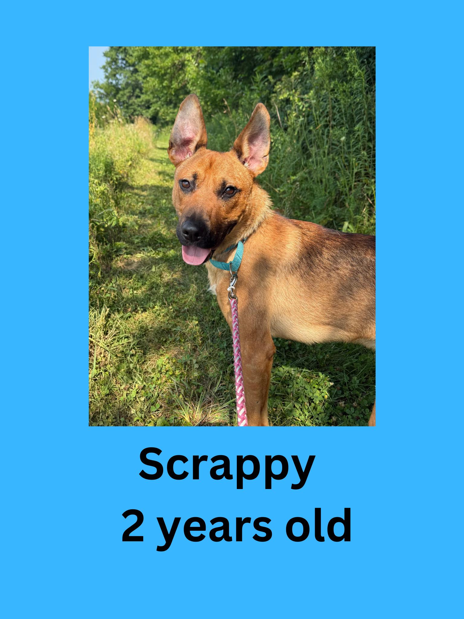 Scrappy, adopted, Adult Male German Shepherd Dog.