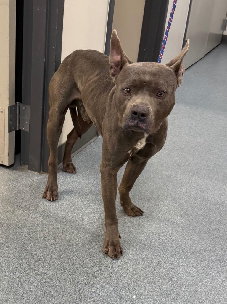 Jimmy, Adoptable, Young Male Pit Bull Terrier & Mixed Breed.