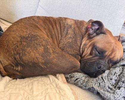 Maeve, Adoptable, Adult Female American Bulldog & Mixed Breed.