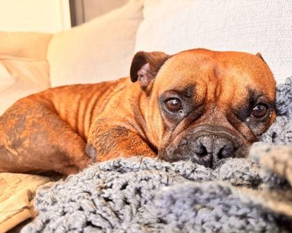 Enlarge Maeve, a Adoptable mixed breed in Virginia Beach, VA image 2/3