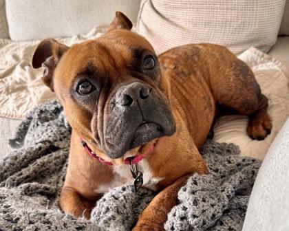 Enlarge Maeve, a Adoptable mixed breed in Virginia Beach, VA image 3/3