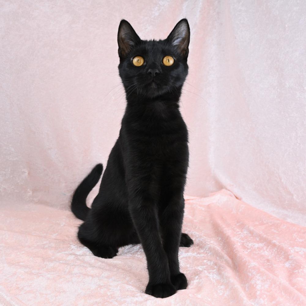 Martha, Adoptable, Kitten Female Domestic Short Hair.