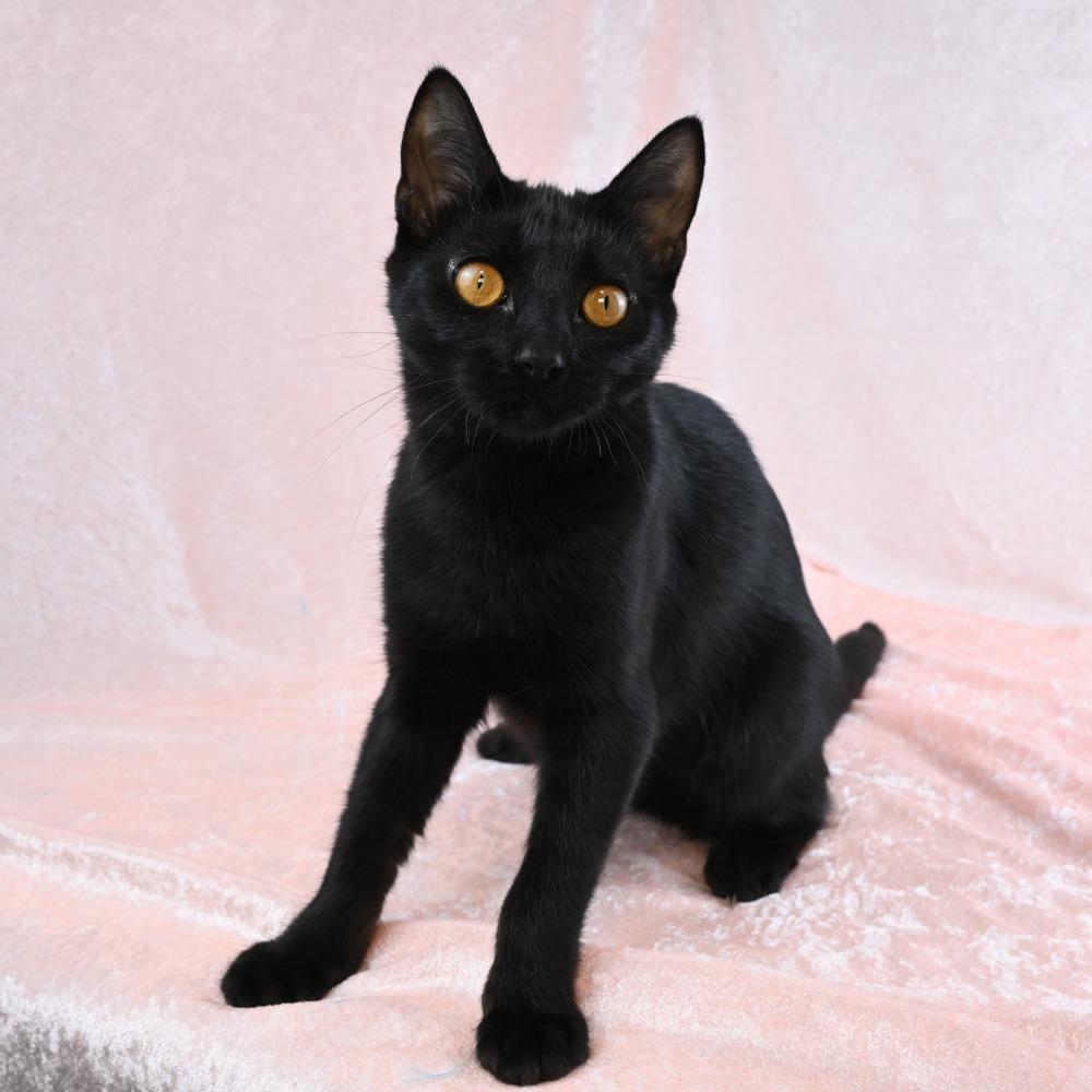 Enlarge Martha, a Adoptable Domestic Short Hair in Mobile, AL image 2/6