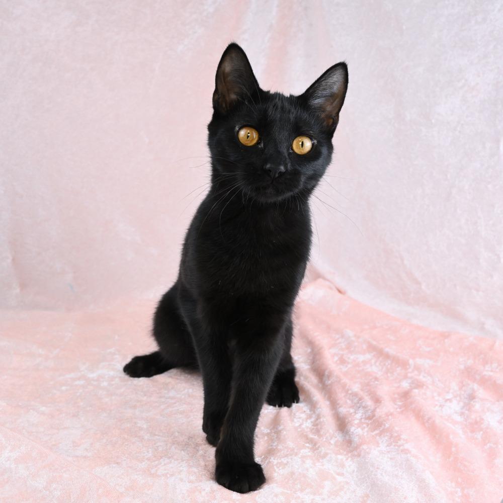 Enlarge Martha, a Adoptable Domestic Short Hair in Mobile, AL image 3/6