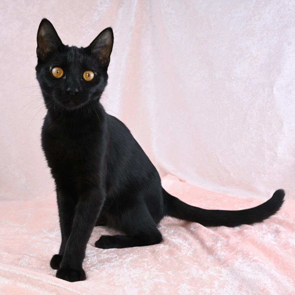 Enlarge Martha, a Adoptable Domestic Short Hair in Mobile, AL image 4/6