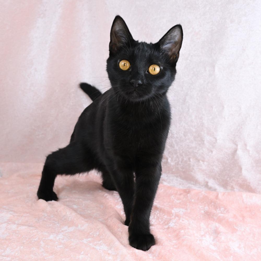 Enlarge Martha, a Adoptable Domestic Short Hair in Mobile, AL image 5/6