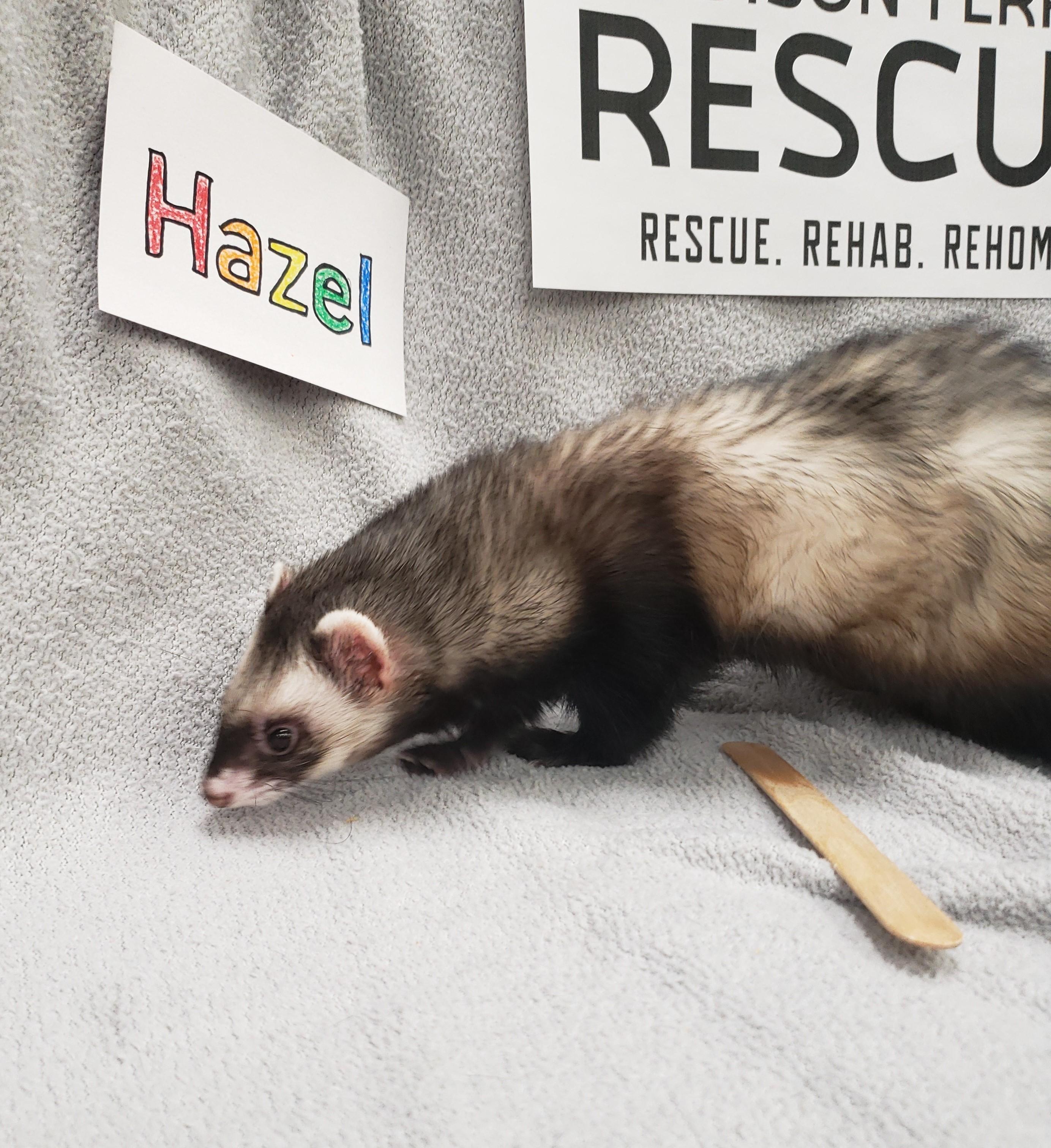 Enlarge Hazel, a Adopted Ferret in Madison, WI image 1/1