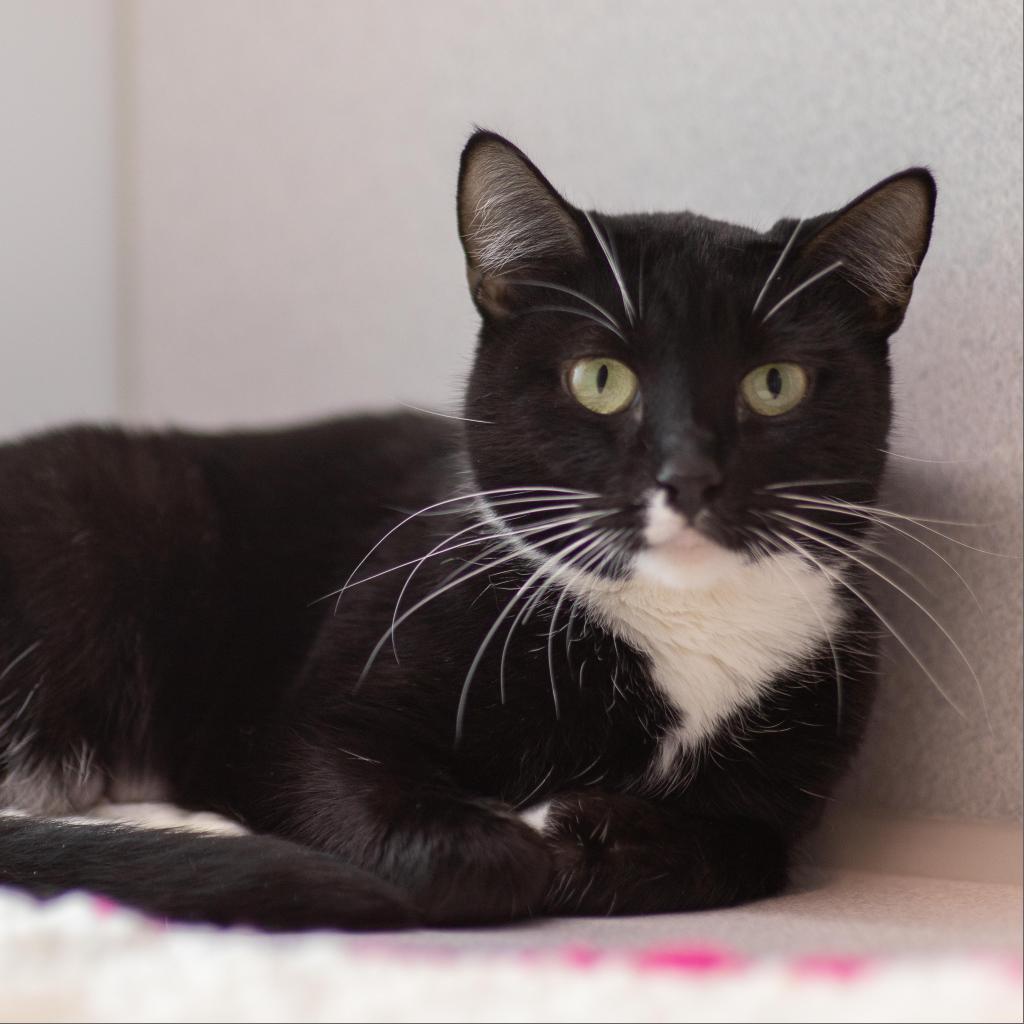Enlarge Shelby, a Adoptable Domestic Short Hair in Hailey, ID image 2/4