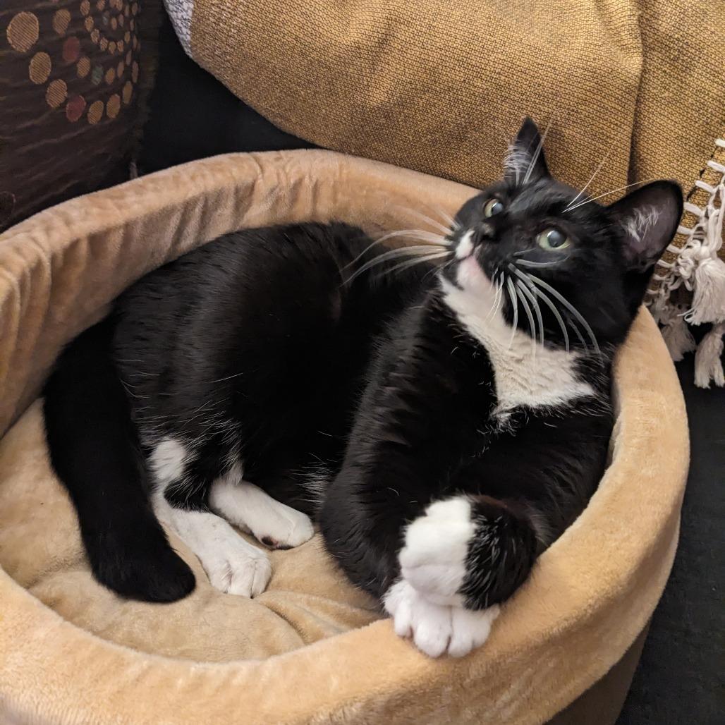 Enlarge Shelby, a Adoptable Domestic Short Hair in Hailey, ID image 3/4