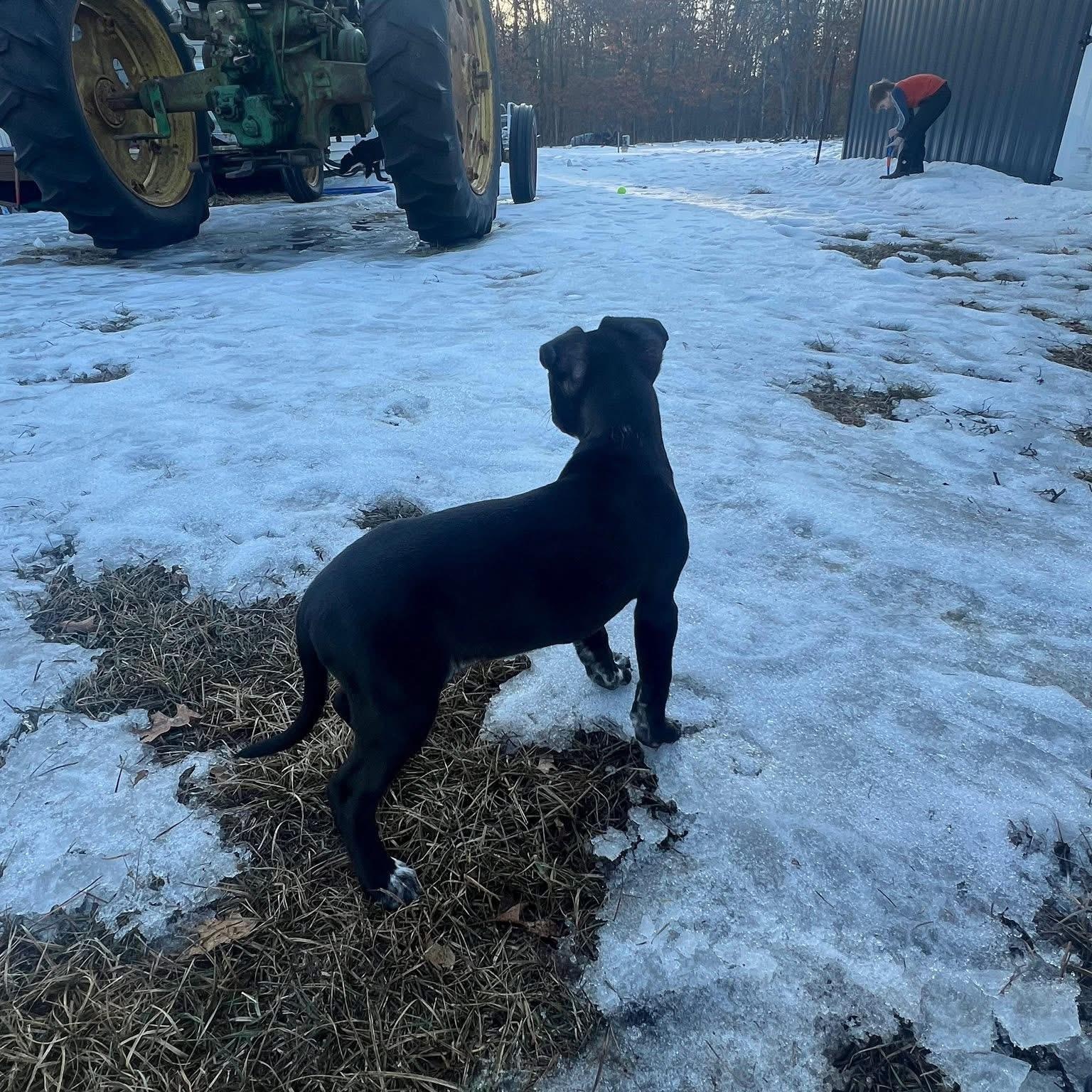 Enlarge Buttercup (PowerPuff Girl), a Adoptable mixed breed in Midland, MI image 5/6