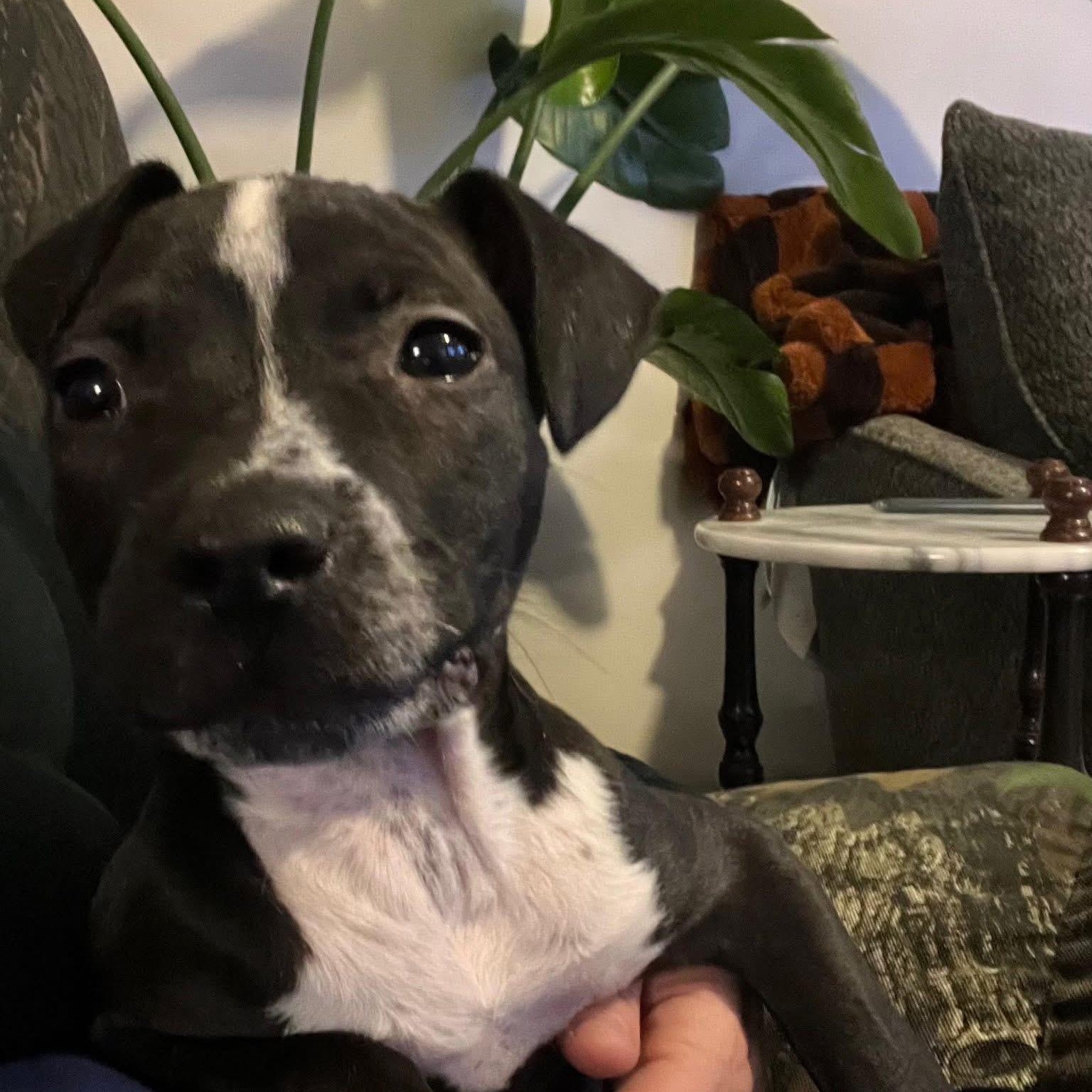 Buttercup (PowerPuff Girl), Adoptable, Puppy Female Boxer & Mastiff.