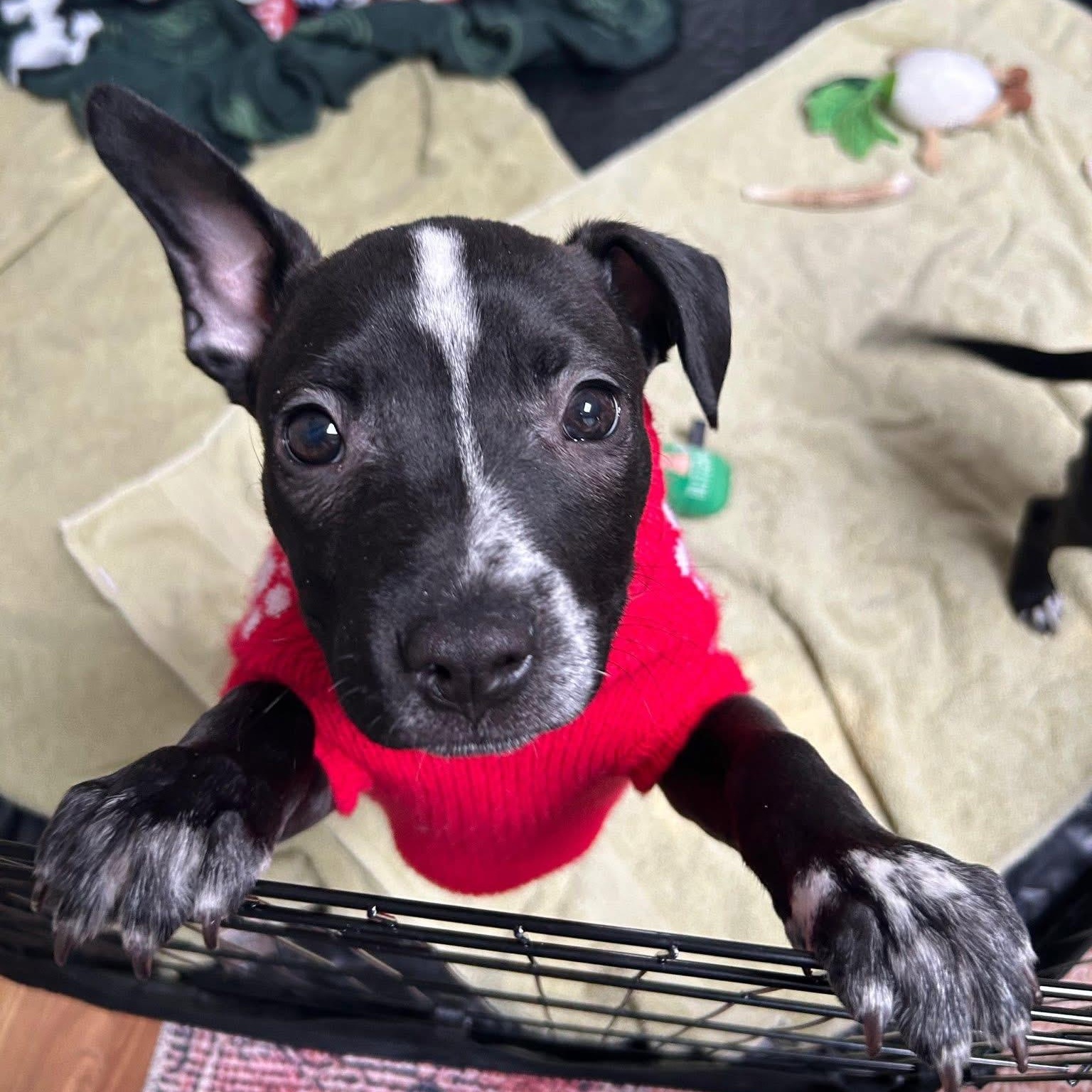 Enlarge Buttercup (PowerPuff Girl), a Adoptable mixed breed in Midland, MI image 2/6