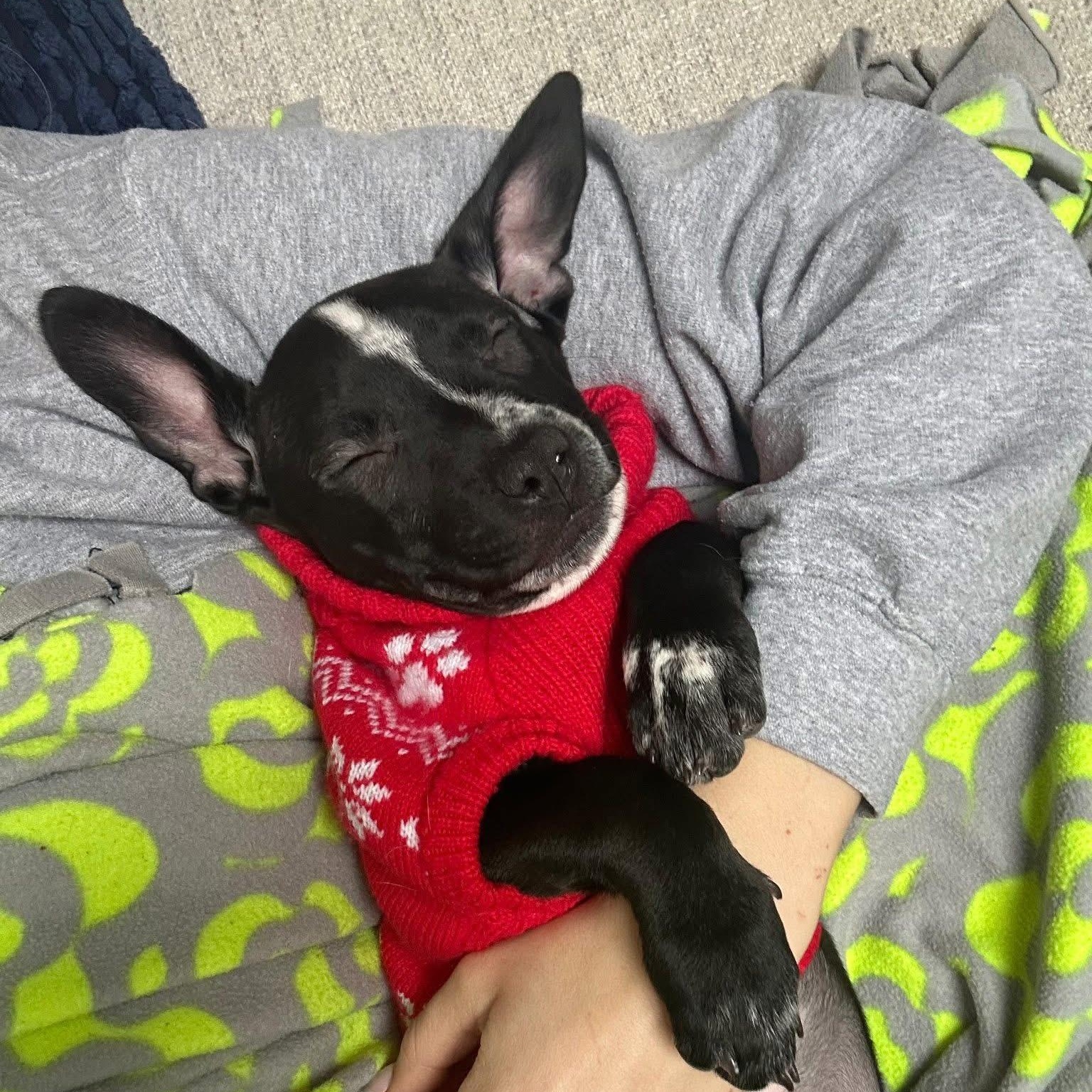 Enlarge Buttercup (PowerPuff Girl), a Adoptable mixed breed in Midland, MI image 3/6