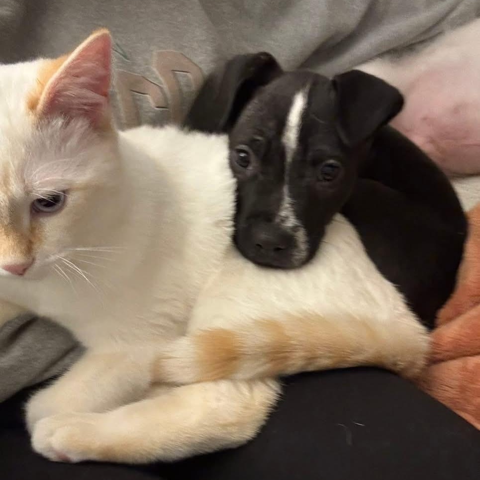 Enlarge Buttercup (PowerPuff Girl), a Adoptable mixed breed in Midland, MI image 6/6