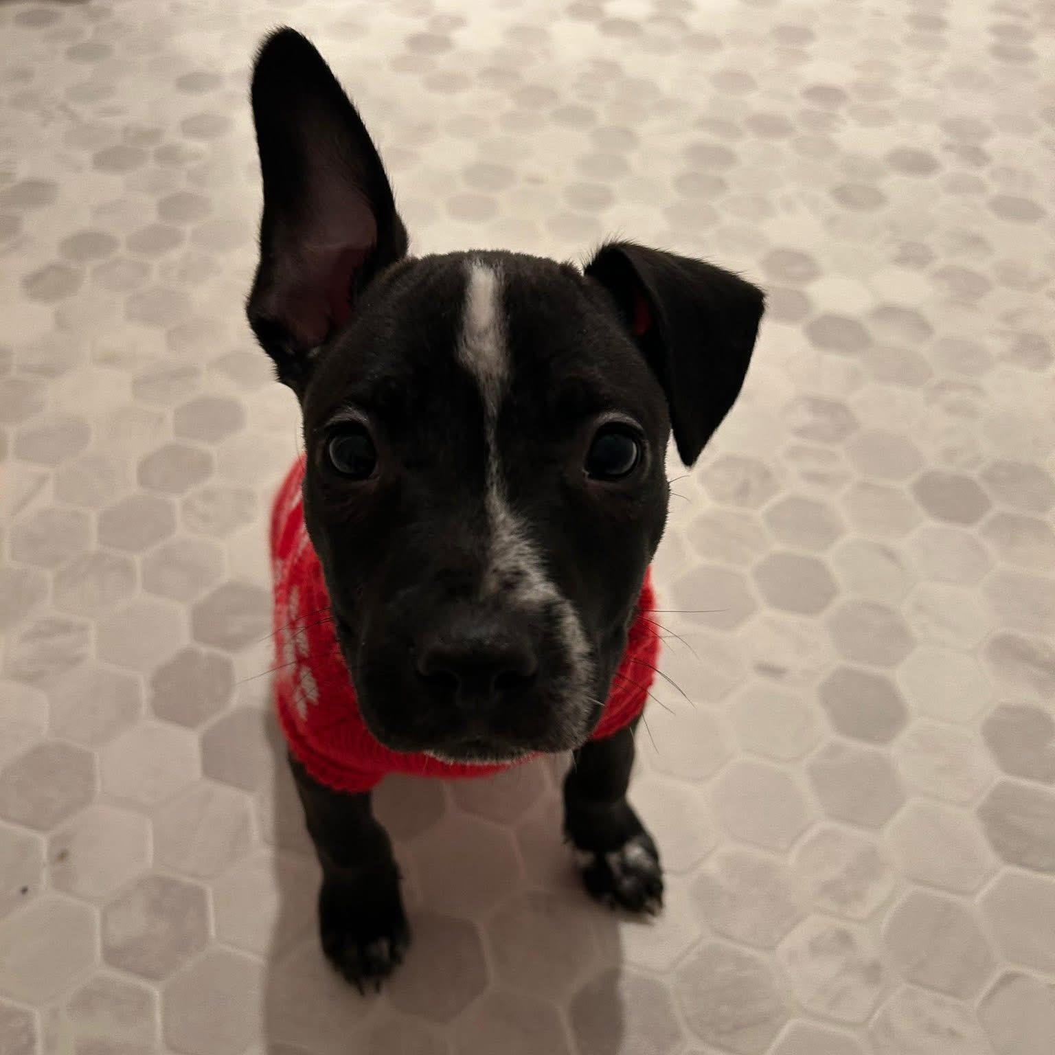 Enlarge Buttercup (PowerPuff Girl), a Adoptable mixed breed in Midland, MI image 4/6