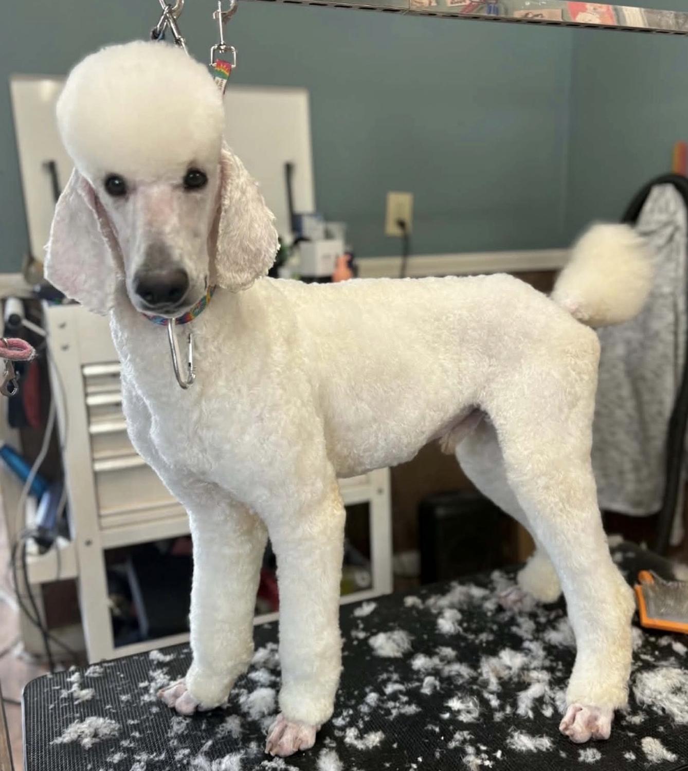 Enlarge Matteo, a Adopted Standard Poodle in Decatur, GA image 1/1