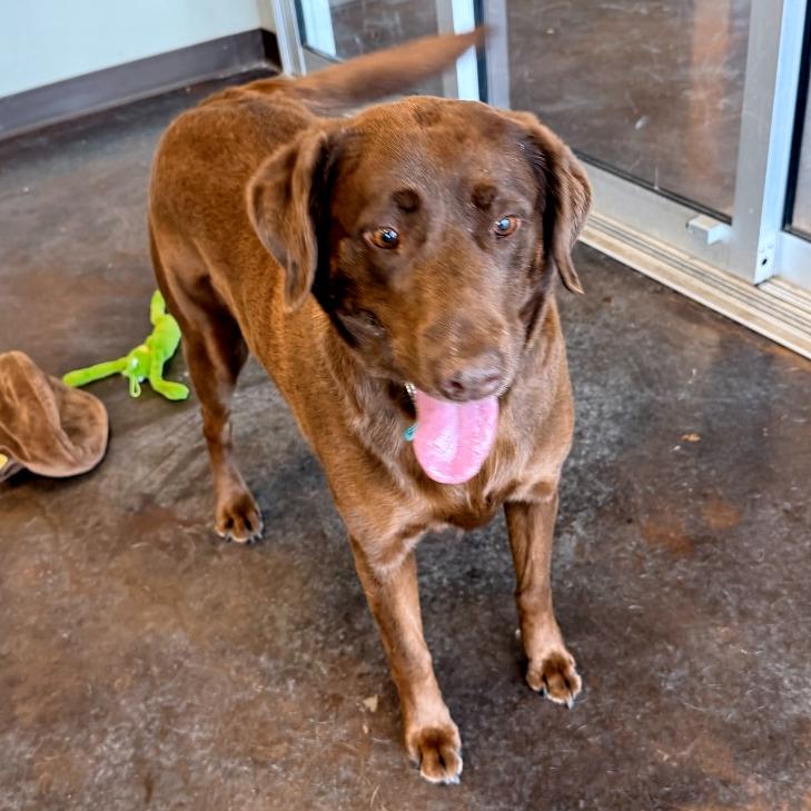 Daisy, Adoptable, Adult Female Chocolate Labrador Retriever.