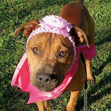 Enlarge Mya, an adoptable mixed breed in Watertown, CT image 1/6