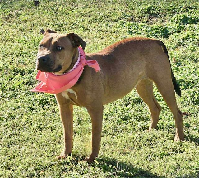 Enlarge Mya, an adoptable mixed breed in Watertown, CT image 2/6
