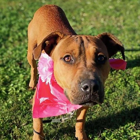 Enlarge Mya, an adoptable mixed breed in Watertown, CT image 3/6