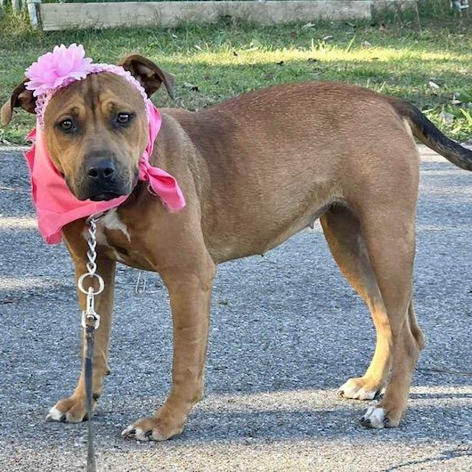 Enlarge Mya, an adoptable mixed breed in Watertown, CT image 4/6