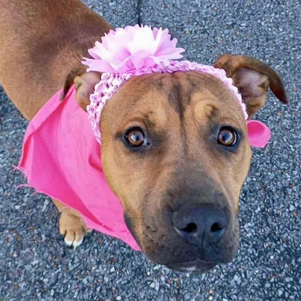 Enlarge Mya, an adoptable mixed breed in Watertown, CT image 5/6