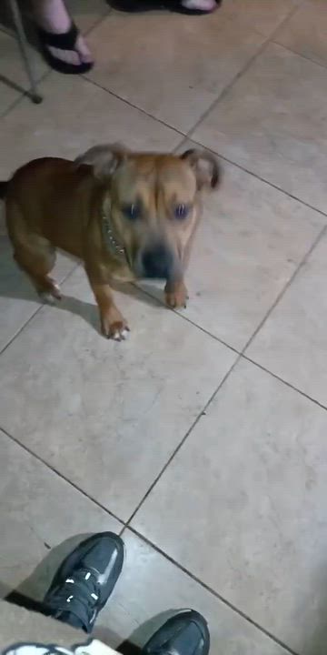 Enlarge Mya, an adoptable mixed breed in Watertown, CT video 6/6