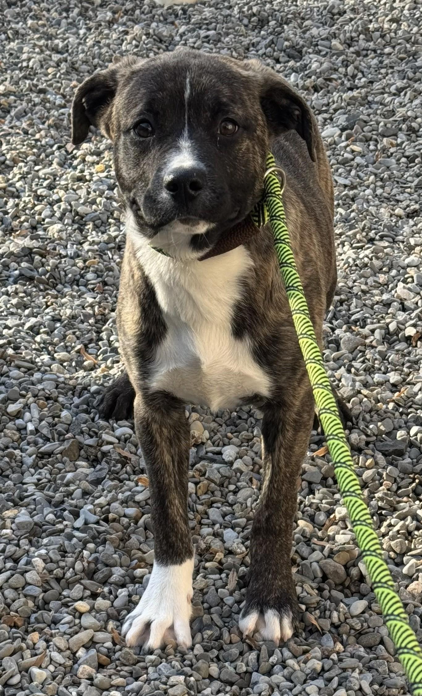 Enlarge Cruiser, a ADOPTABLE mixed breed in Warren, NJ image 2/6