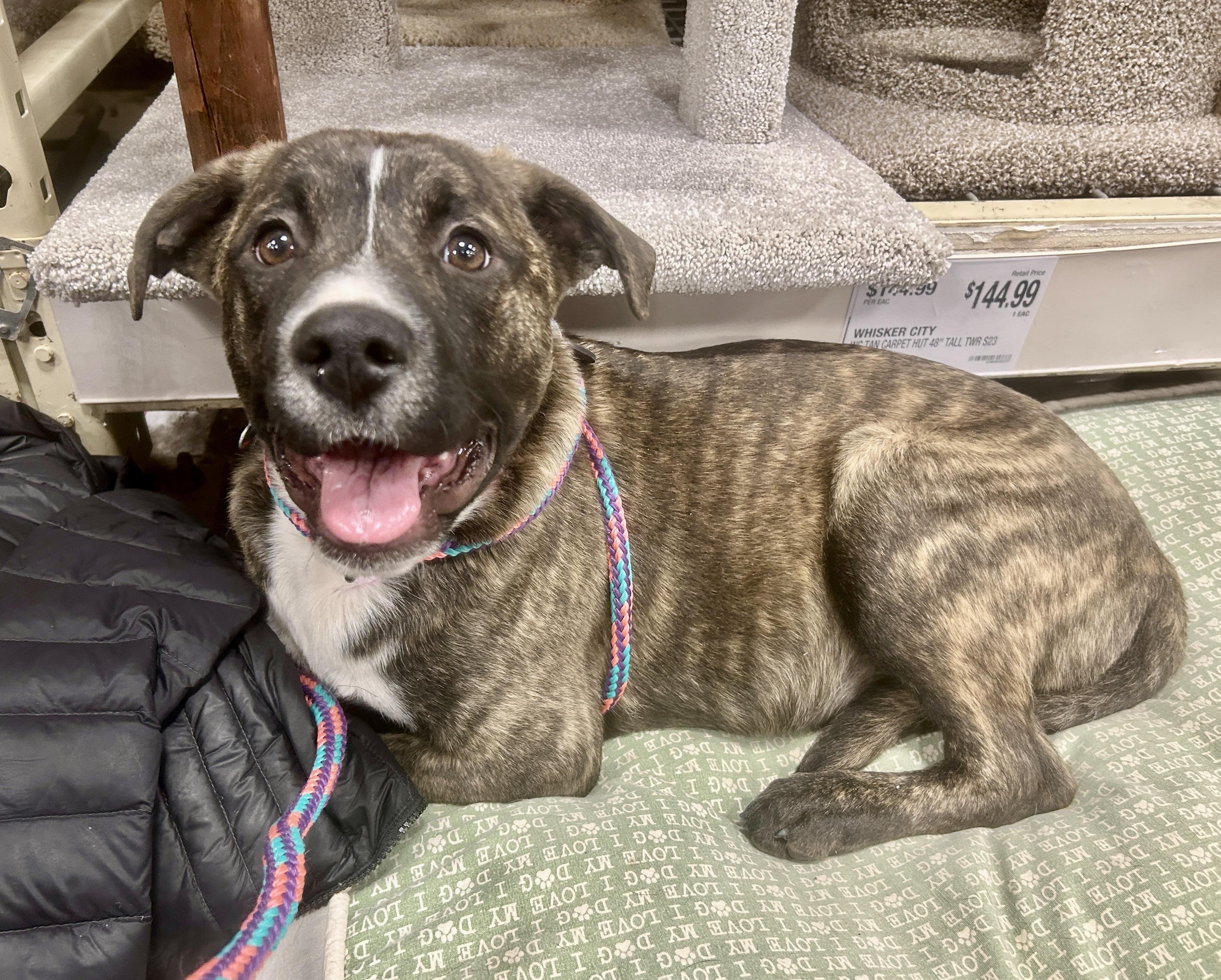 Enlarge Cruiser, a ADOPTABLE mixed breed in Warren, NJ image 1/6