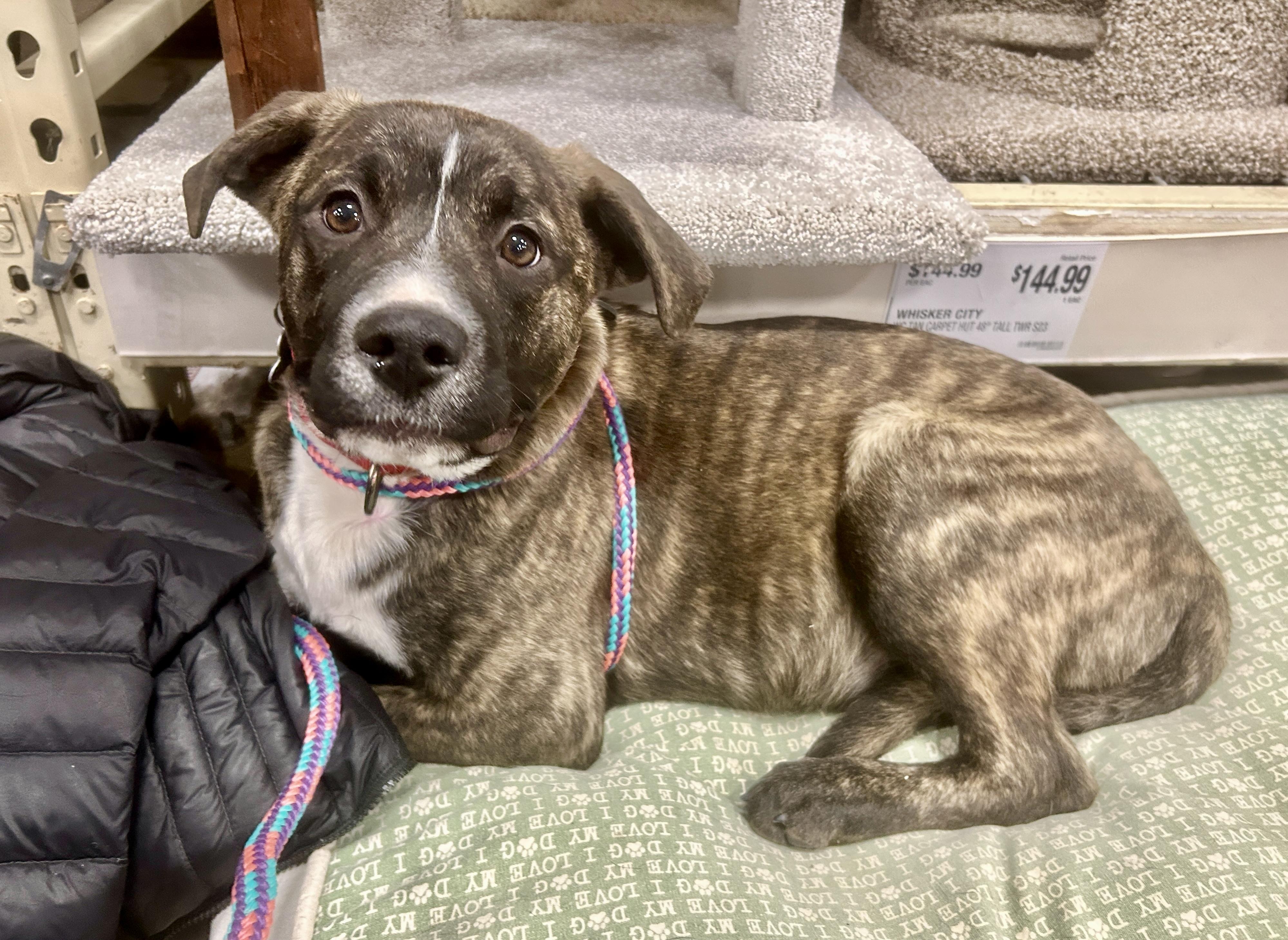 Enlarge Cruiser, a ADOPTABLE mixed breed in Warren, NJ image 3/6