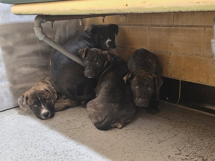 Enlarge Cruiser, a ADOPTABLE mixed breed in Warren, NJ image 6/6