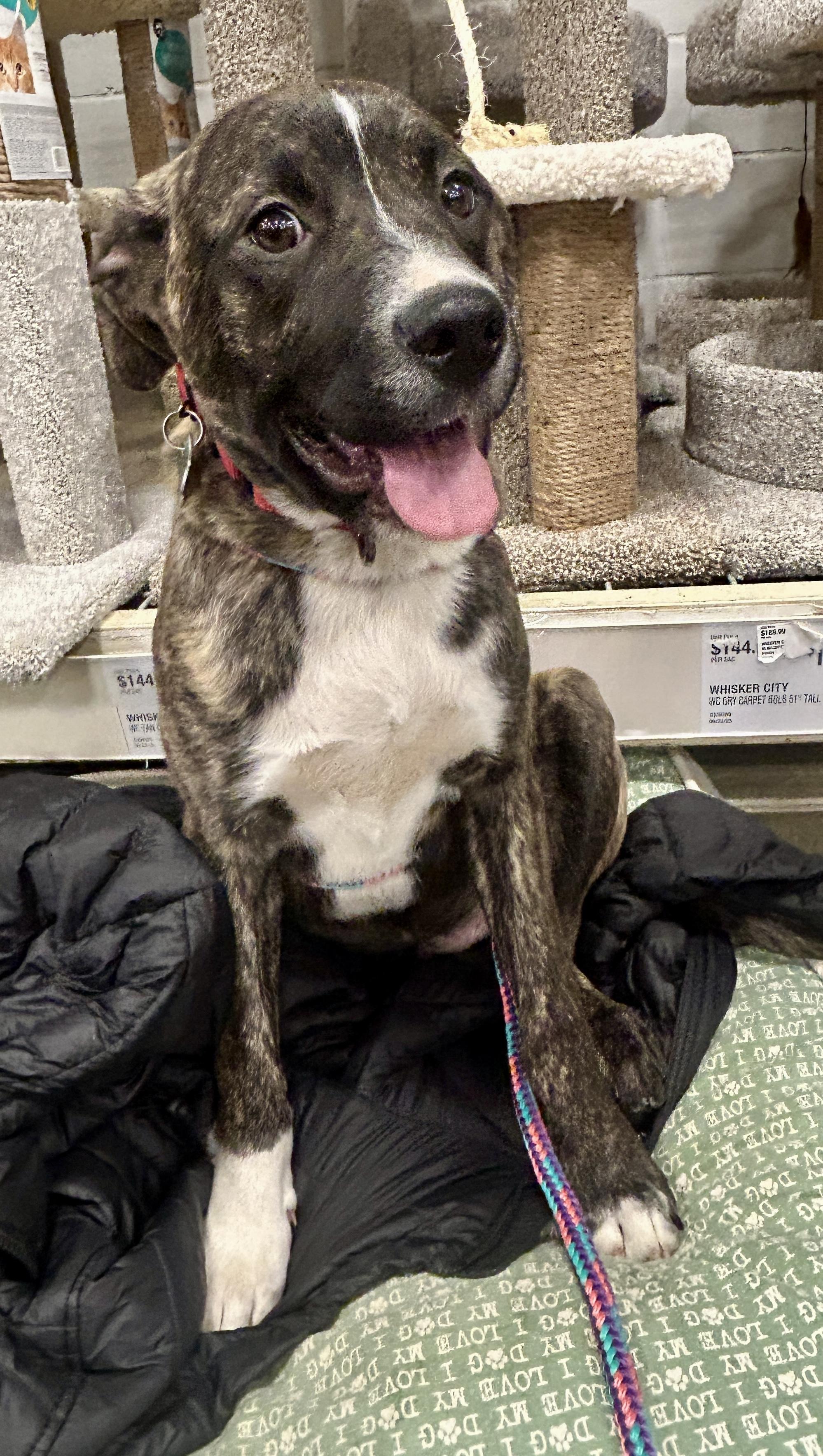 Enlarge Cruiser, a ADOPTABLE mixed breed in Warren, NJ image 5/6