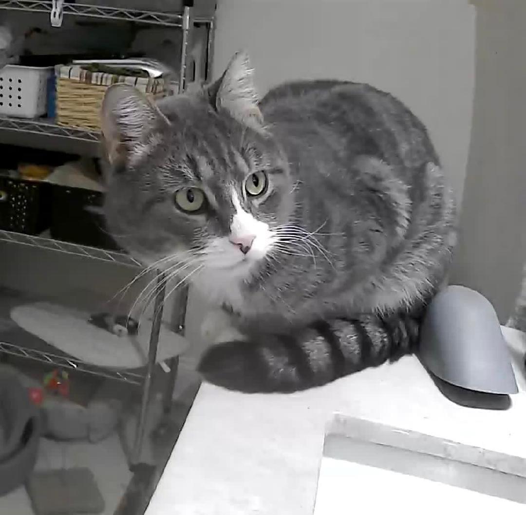 Enlarge Pickle , a ADOPTABLE Domestic Short Hair in Newark, NJ image 2/3