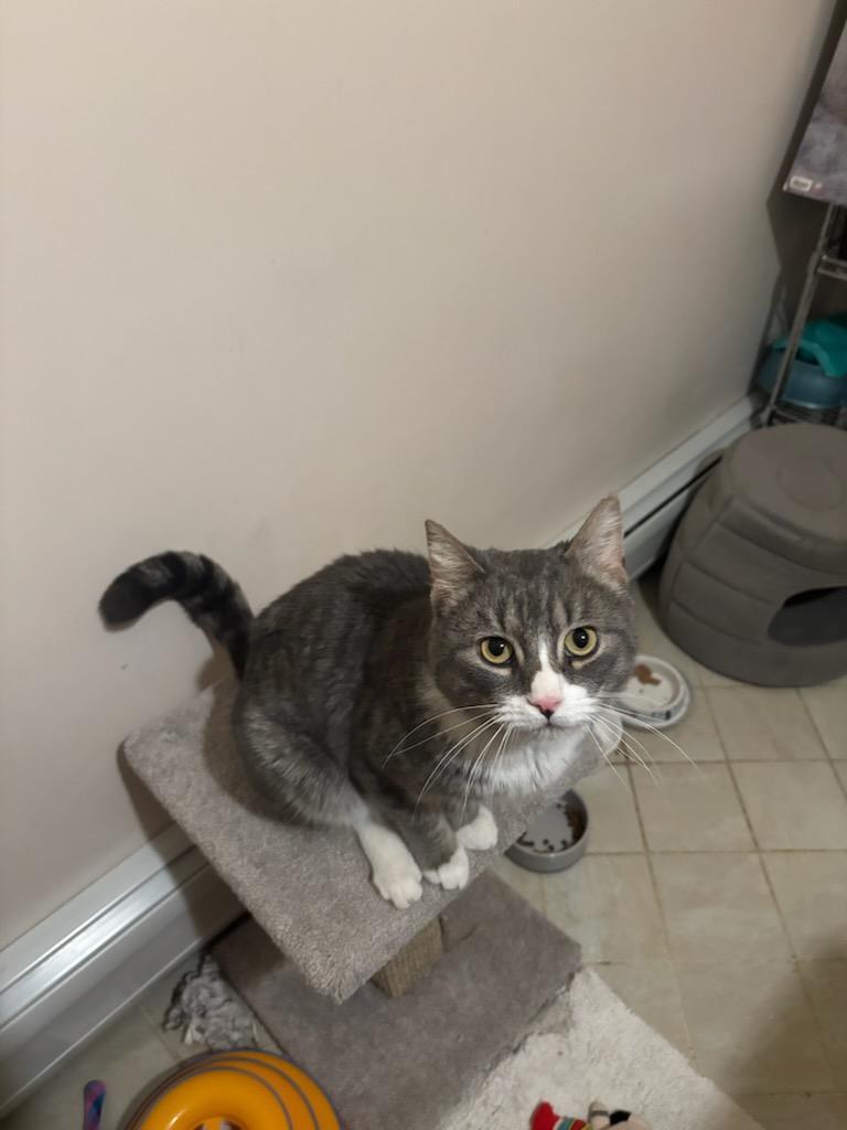 Enlarge Pickle , a ADOPTABLE Domestic Short Hair in Newark, NJ image 3/3