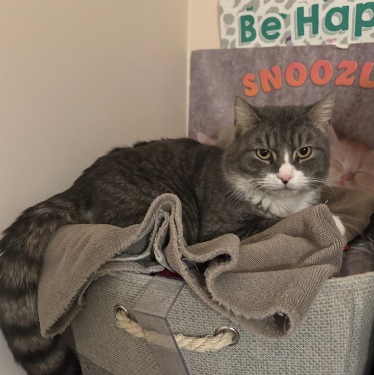 Enlarge Pickle , a ADOPTABLE Domestic Short Hair in Newark, NJ image 1/3