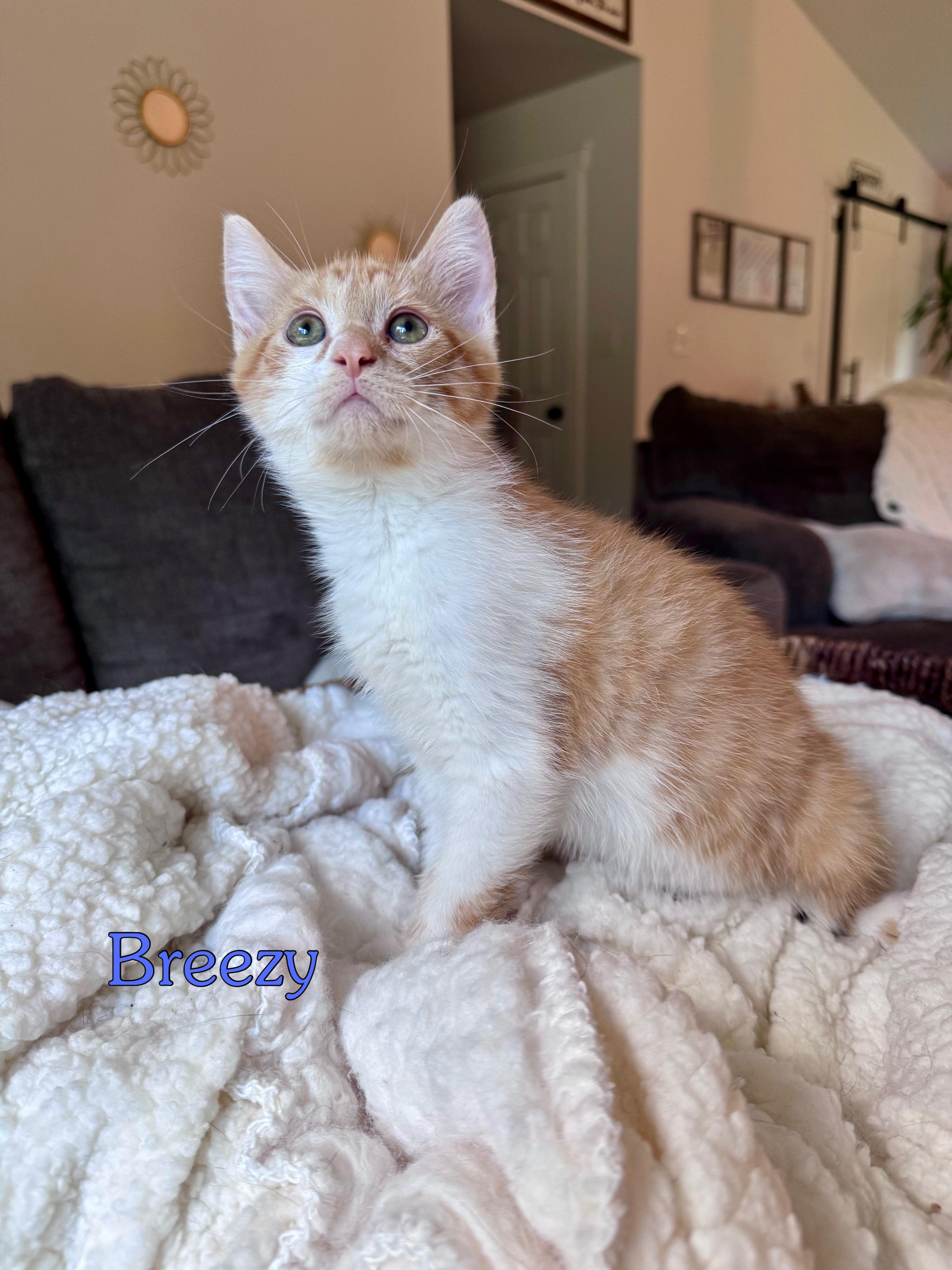 Breezy Johnson, an adopted Domestic Short Hair in Lacona, NY image 1/4