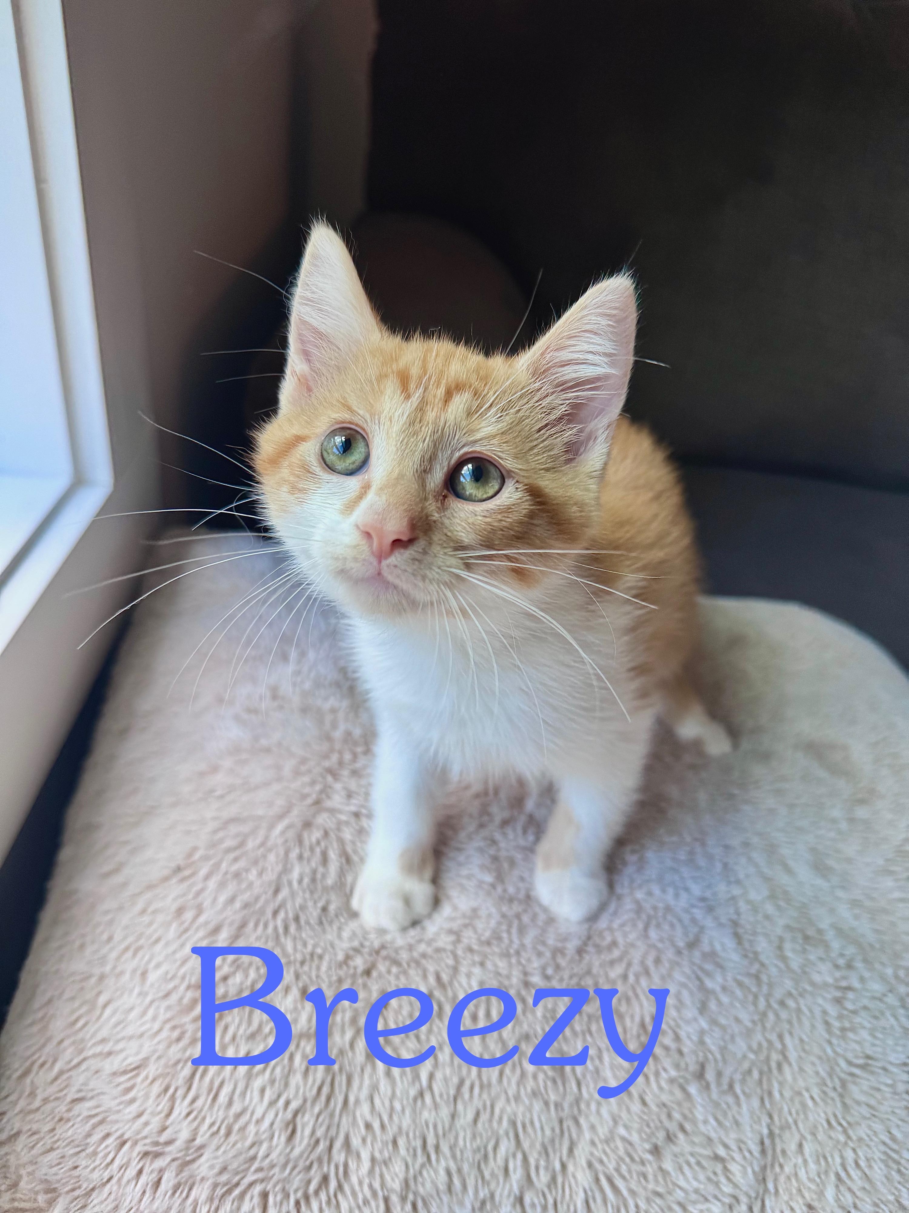 Breezy Johnson, an adopted Domestic Short Hair in Lacona, NY image 3/4