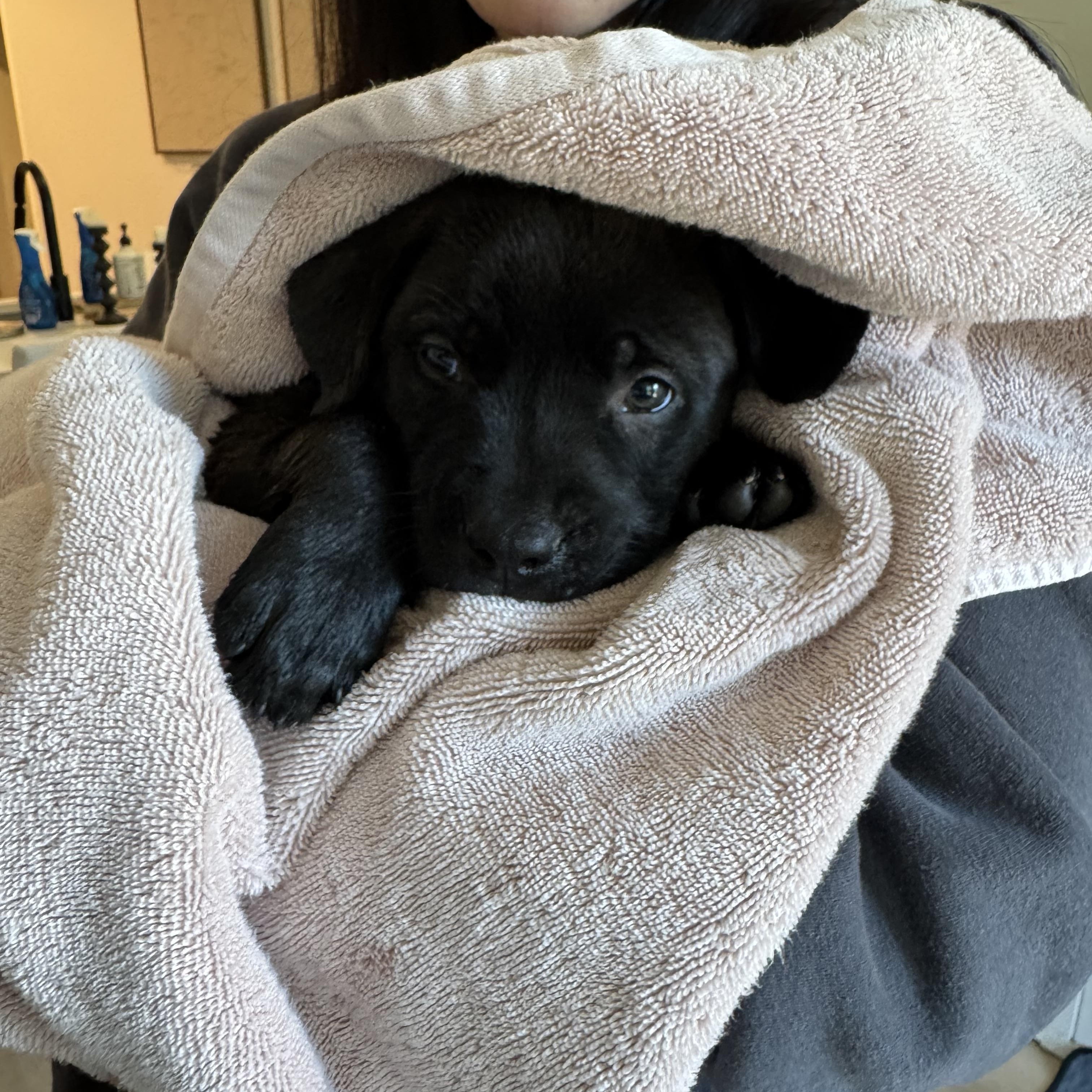 Enlarge Reggie, a Adoptable Mixed Breed in Charlotte, NC image 4/6