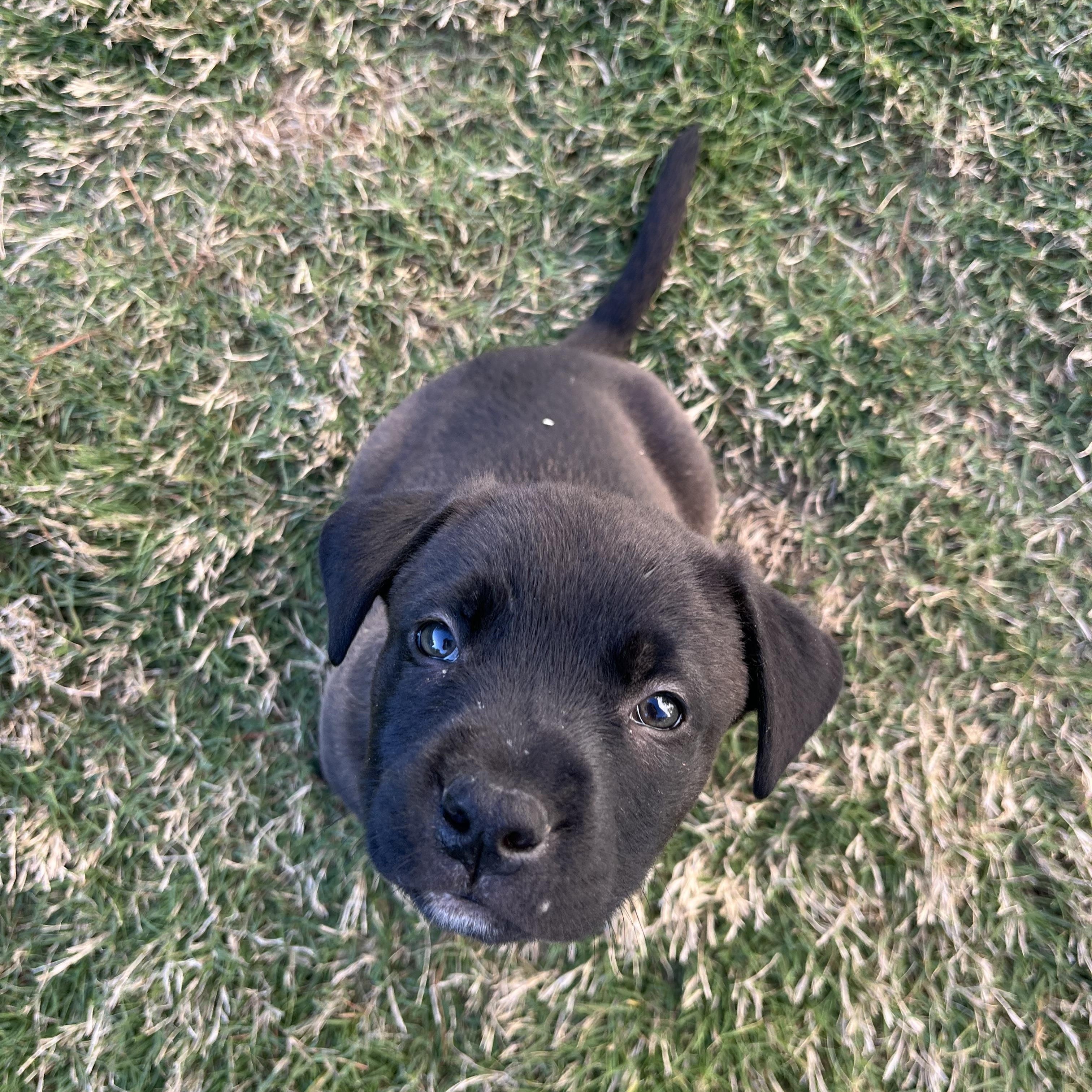 Enlarge Reggie, a Adoptable Mixed Breed in Charlotte, NC image 5/6