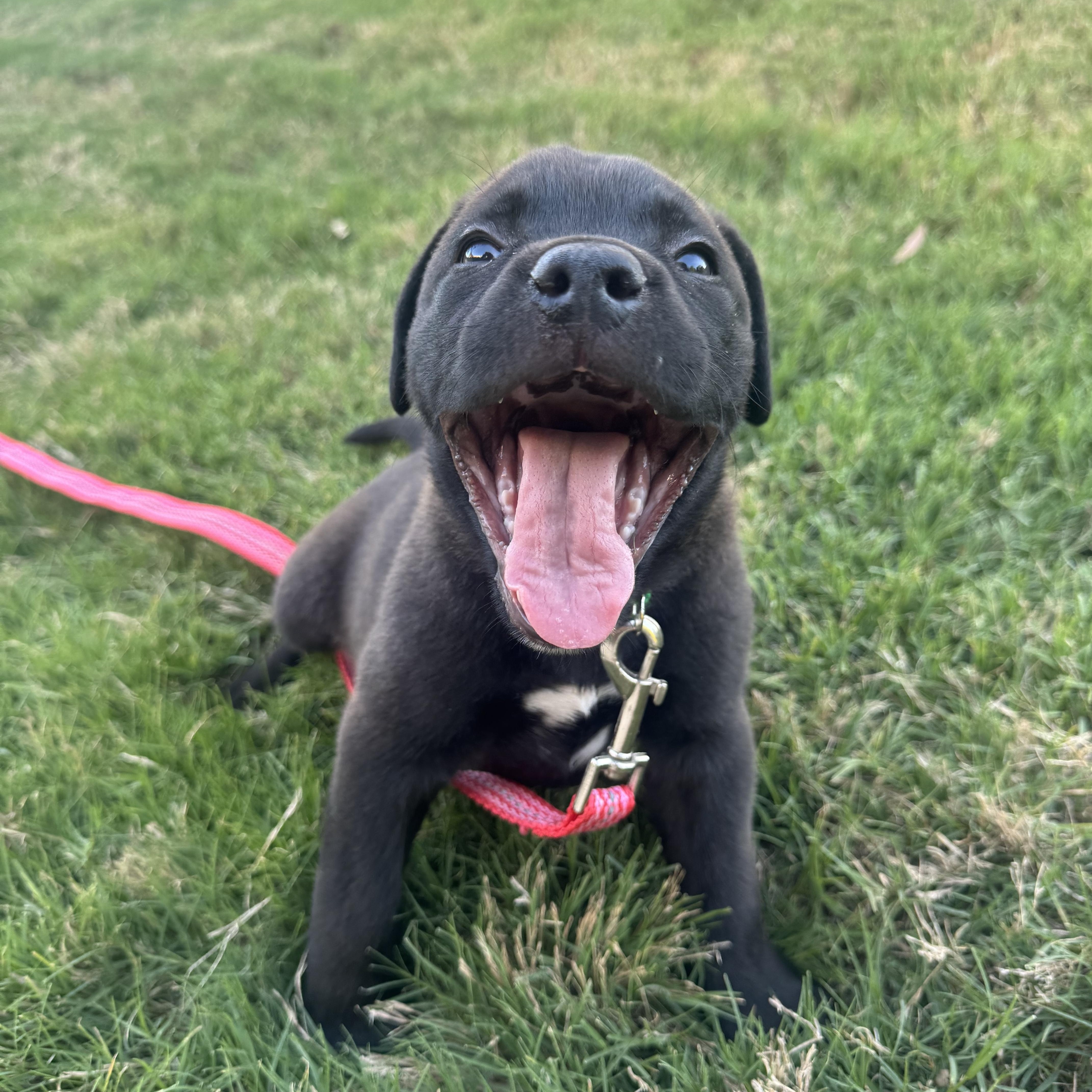Reggie, Adoptable, Puppy Male Mixed Breed.