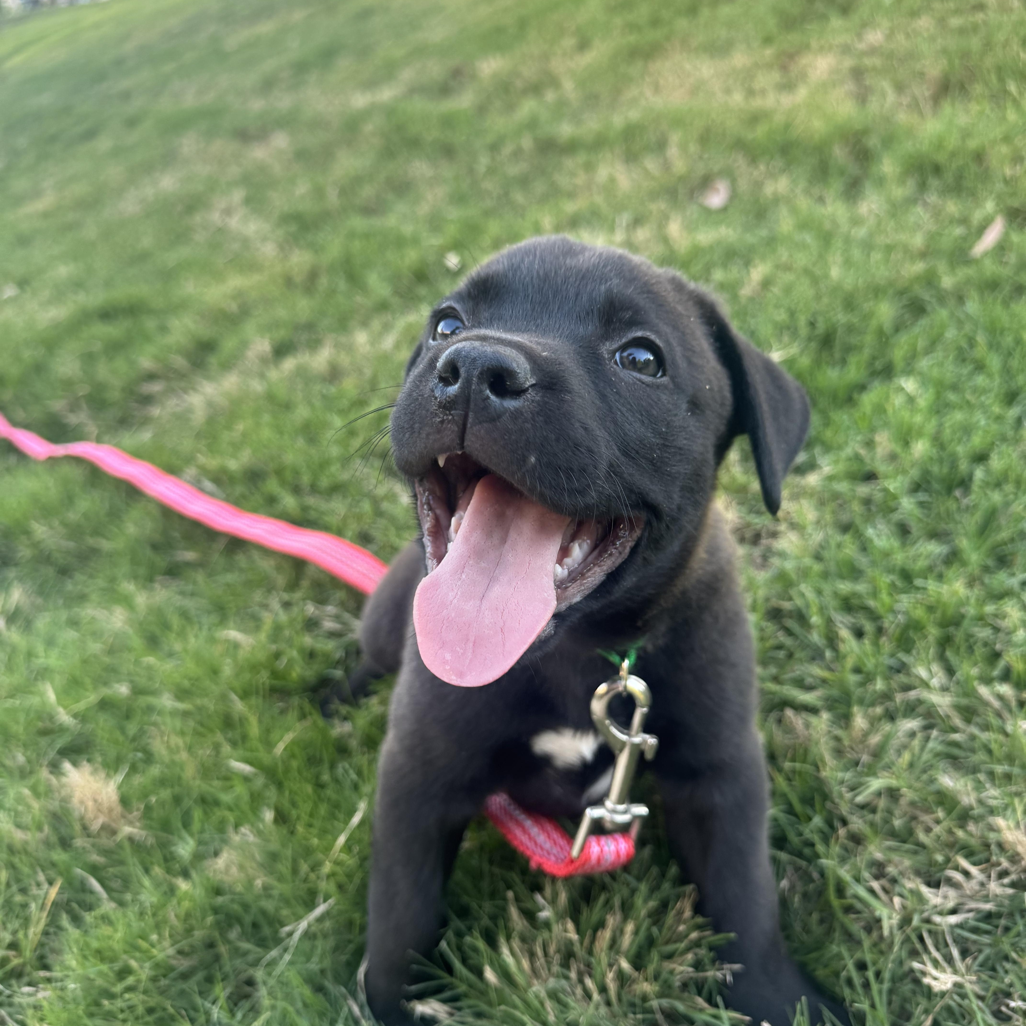 Enlarge Reggie, a Adoptable Mixed Breed in Charlotte, NC image 6/6