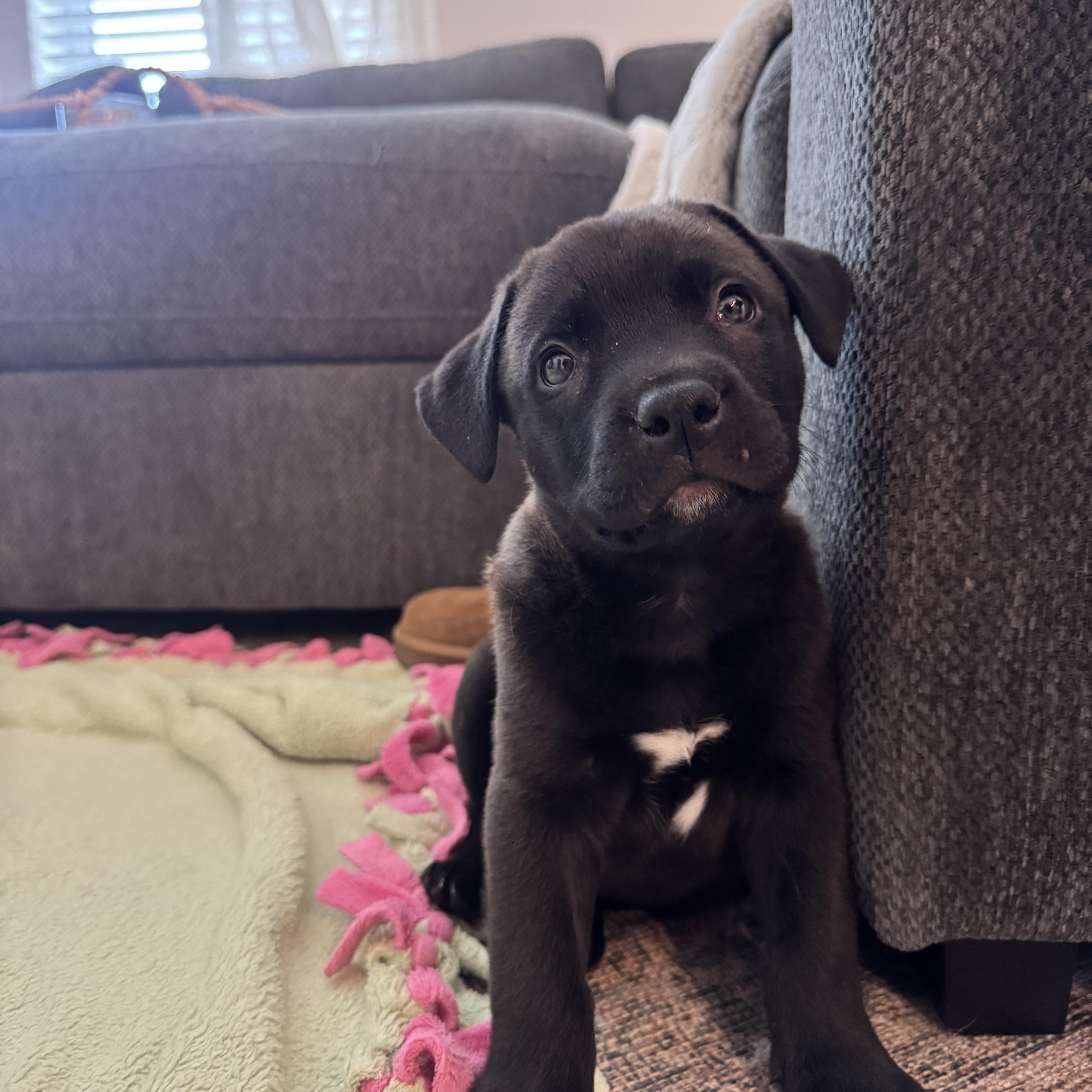 Enlarge Reggie, a Adoptable Mixed Breed in Charlotte, NC image 2/6