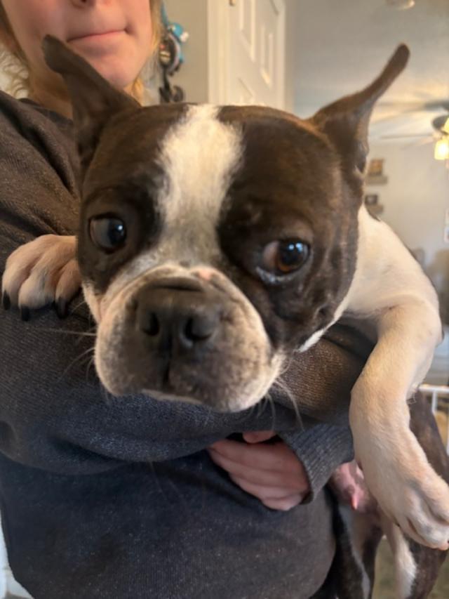 Enlarge Annie in MO, a ADOPTABLE Boston Terrier in Elkhorn, NE image 6/6